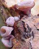 tolvormige paarse knoopzwam (ascocoryne sarcoides), 13 Kb
