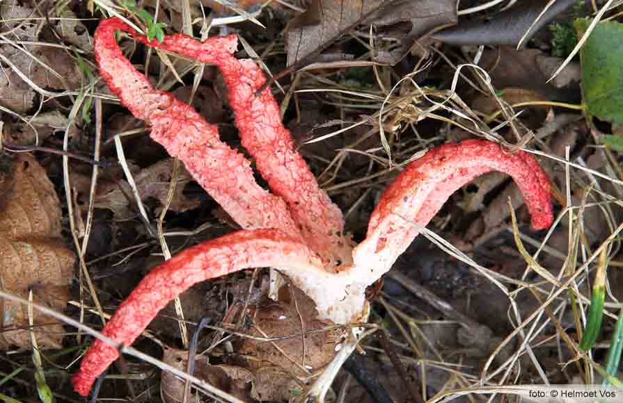 Devil's Fingers