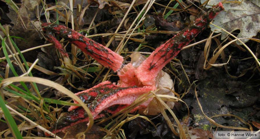 Devil's Fingers (Clathrus Archeri)