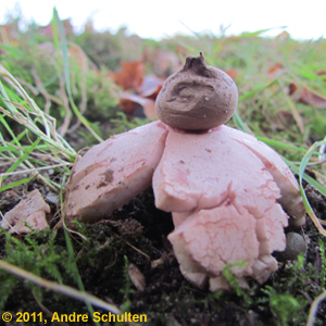Rosy Earthstar (mouth-zone)