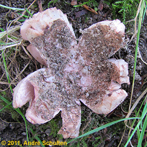 Rosy Earthstar (star-rays without scar)