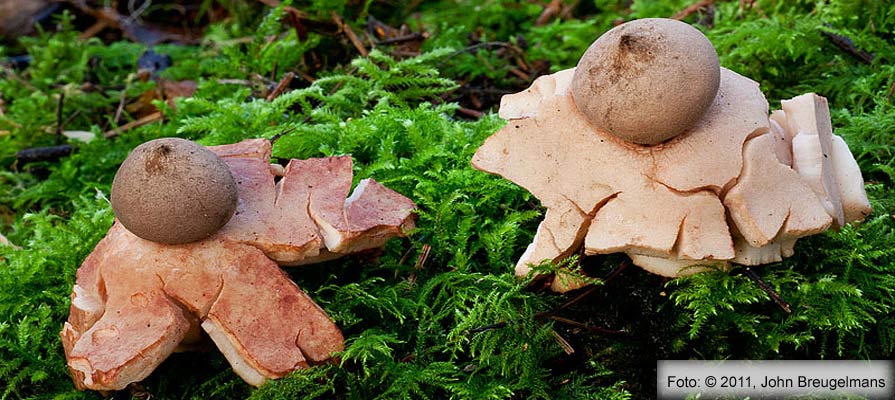 Rosy Earthstar (Geastrum rufescens)