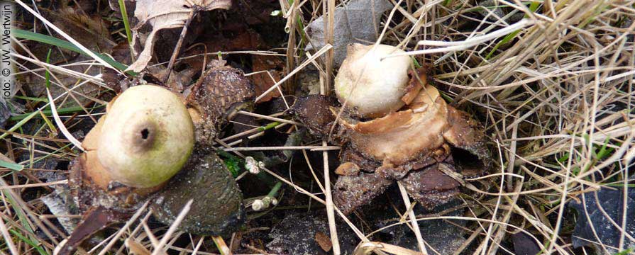 Viltige aardster (Geastrum saccatum)