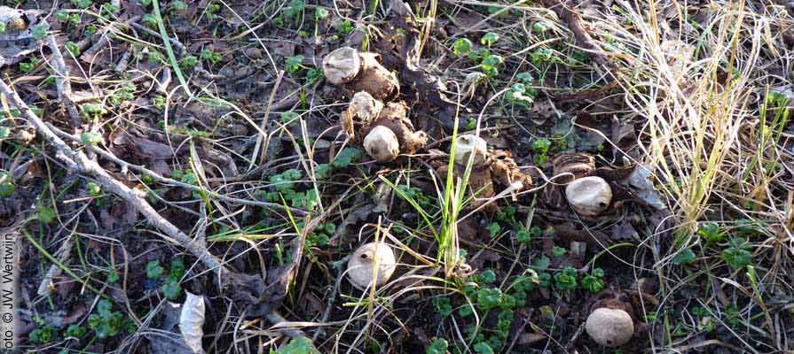 Felty Earthstar (Geastrum saccatum)