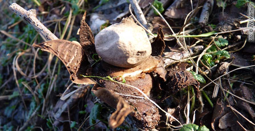 Viltige aardster (Geastrum saccatum)