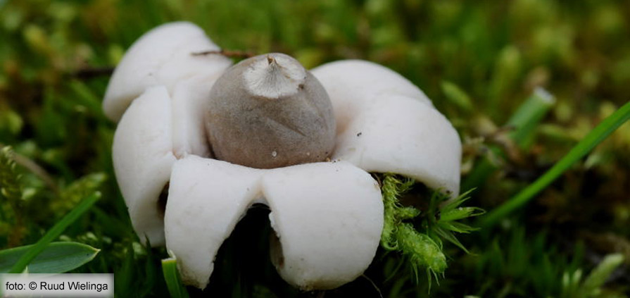 Felty Earthstar (Geastrum saccatum)