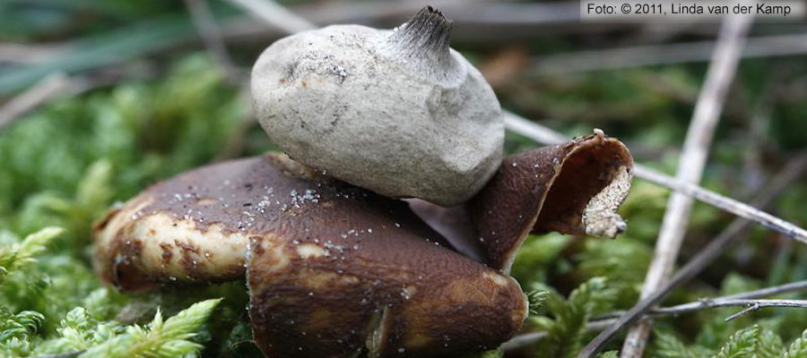 Felty Earthstar (Geastrum saccatum)