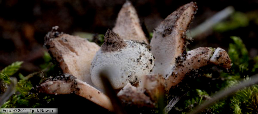 Striate Earthstar (Geastrum striatum)