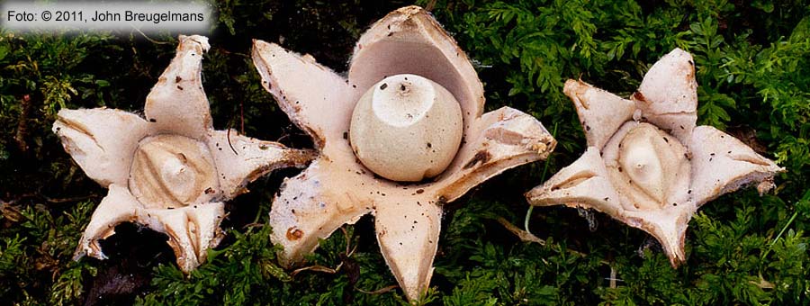 Collared Earthstar