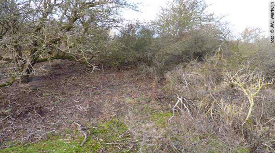 Habitat Pepper Pot (Myriostoma coliforme)