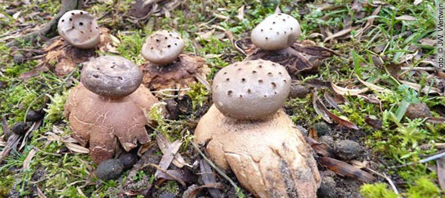 Pepper Pot (Myriostoma coliforme)