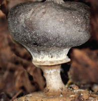 Baretaardster (G. striatum)