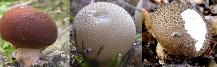 Real Puffballs Lycoperdales (Calvatia, Lycoperdon, Vascellum )