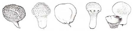 Drawing: puffballs
