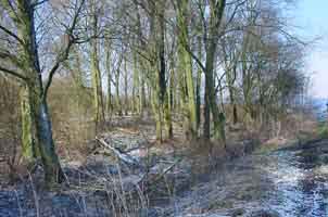 toekomstige ligweide met platanen, winter 1999-2000