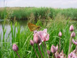 zwanebloem met dikkopje