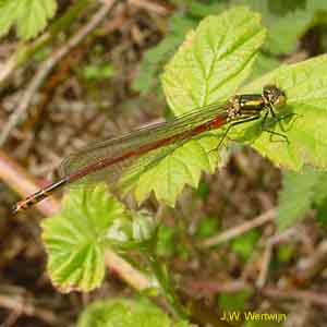 Pyrrhosoma nymphula