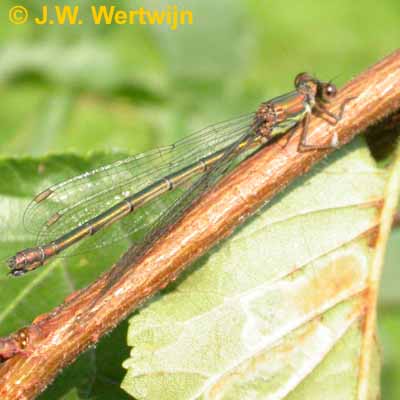 Lestes viridis vrouw/female september