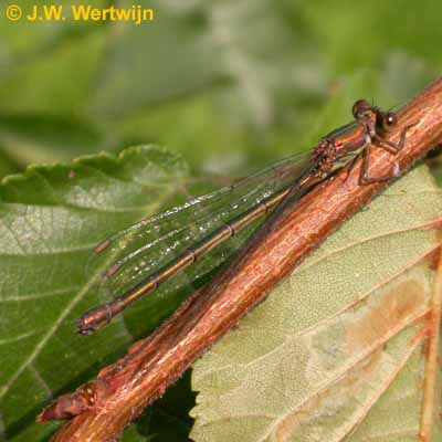 Lestes viridis vrouw/female september