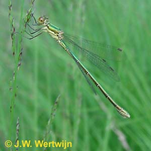 Lestes viridis vrouw/female juli/augustus