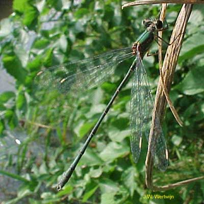 Lestes viridis man/male