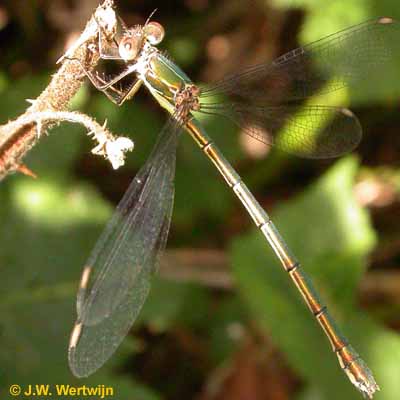 Lestes viridis vrouw/female september