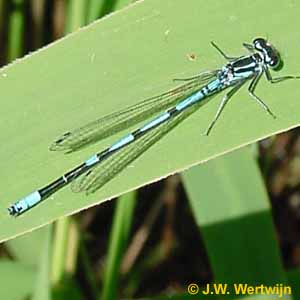 Coenagrion puella