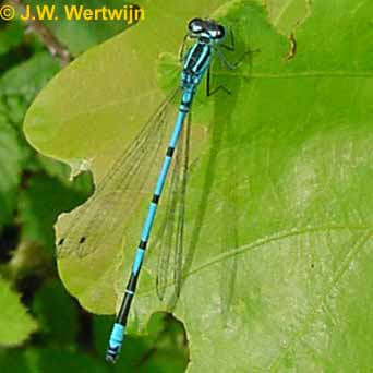 Coenagrion puella