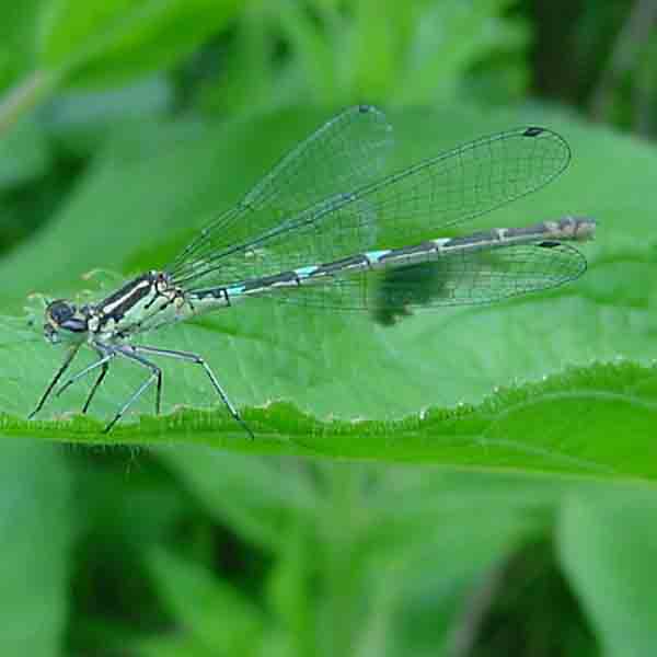 Coenagrion pulchellum