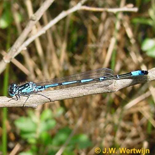 Coenagrion pulchellum