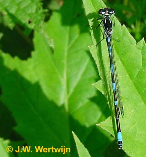 Coenagrion pulchellum