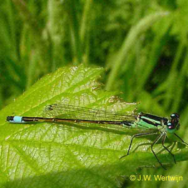 Ischnura elegans