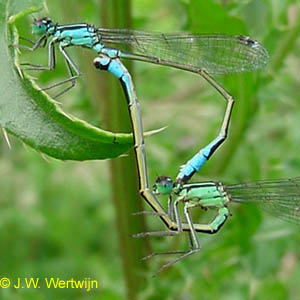 Ischnura elegans