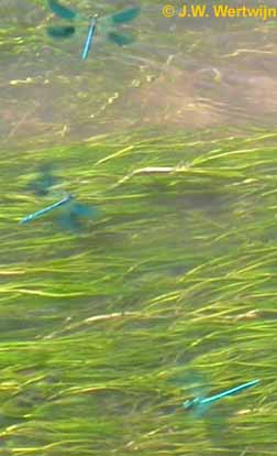 weidebeekjuffers (Calopteryx splendens) boven ei-afzet territorium