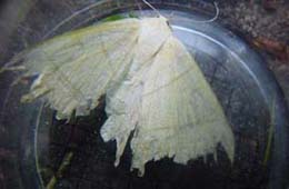 10 Kb, vliervlinder (ourapteryx sambucaria)