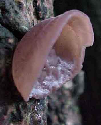 echt judasoor, 13 Kb