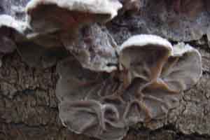 viltig judasoor, 10 Kb