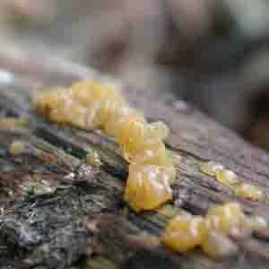 47 Kb, Gele trilzwam