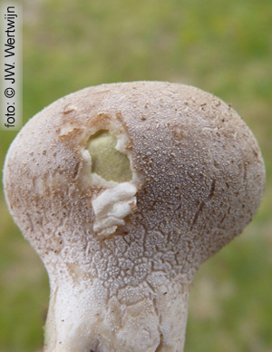 Ruitjesbovist (Calvatia utriformis)