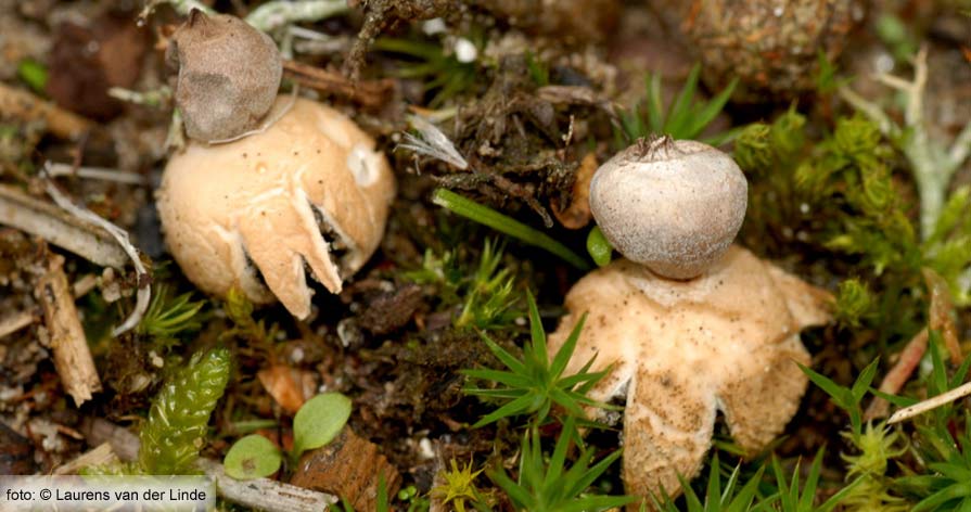 Kleine aardster (Geastrum minimum Schweinitz)