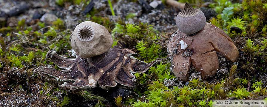 Heideaardster (Geastrum schmidelii)