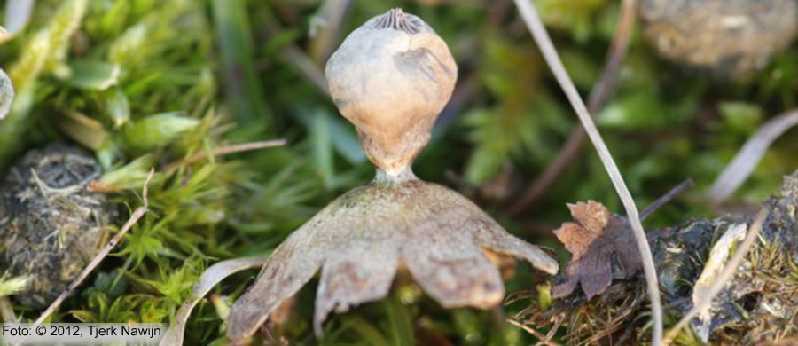 Heideaardster (Geastrum schmidelii)