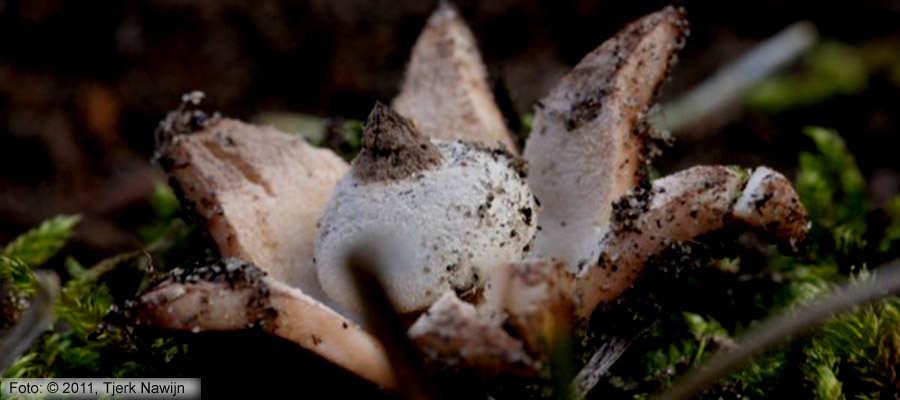 Baretaardster (Geastrum striatum)