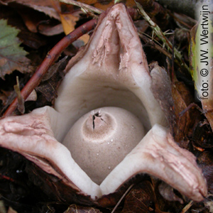 star-rays opening (Collared Earthstar)
