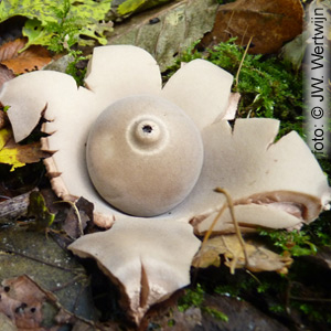 Collared Earthstar without collar