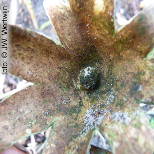 Peperbus (Myriostoma coliforme)