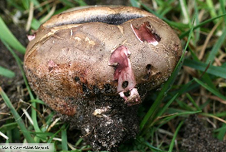 Uiige ardappelbovist (Scleroderma cepa)