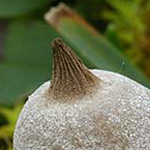 Bruine aardster (Geastrum elegans)
