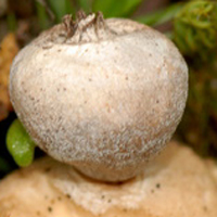 younger Tiny Earthstar (G. minimum)