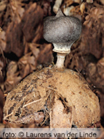 Baretaardster (Geastrum striatum)